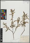 Foto von Salix alba subsp. alba L.
